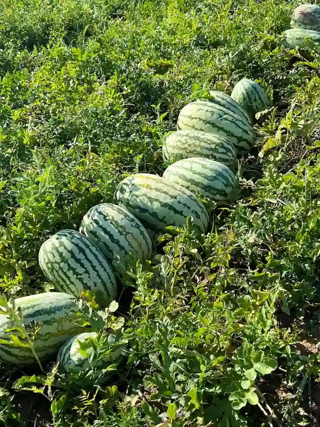 Watermelons supporting Arkansas Hunger Relief Alliance food access efforts